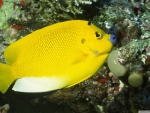 three spot angelfish