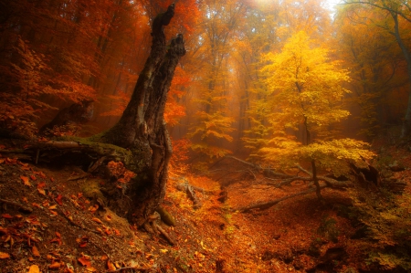 Autumn forest - trees, beautiful, slope, colors, forest, fall, nature, autumn, mist, foliage