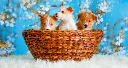 PUPPIES - bog, dogs, cute, puppies, pet, beautiful, sweet, basket