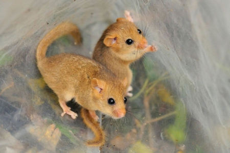 TWO CUTE FIELD MICE - FIELD, CUTE, MICE, TWO