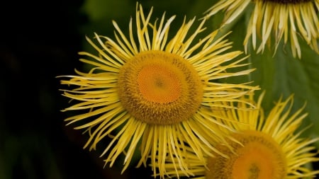 Mini Sunflowers - nature, sunflowers, flowers, yellow