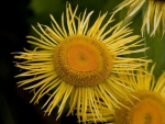 Mini Sunflowers