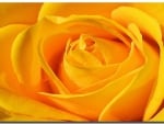 Single Yellow Rose