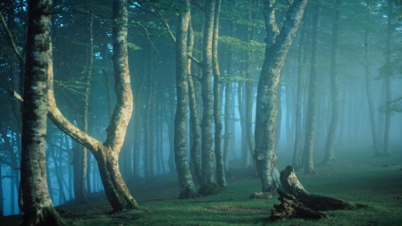 Misty Forest - nature, forests, trees, mists