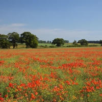 Poppy Field