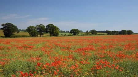 Poppy Field - nature, fields, trees, poppies