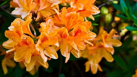 Lovely Flowers - flowers, orange, nature, green