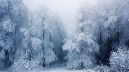 Winter Lace - trees, winter, lacy, snow, cedar, forest, ice, cold, Christmas, woods