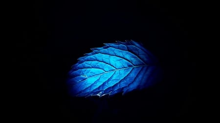 Blue Mint Leaf - leaf, macro, blue, mint