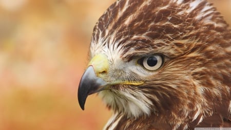 Bird of prey - wild animals, predatory birds, macro, abstract, close-up, predators, bird of prey, photography, wilderness, HD, falcon, eagle, nature, wildlife, animals, wild, wallpaper