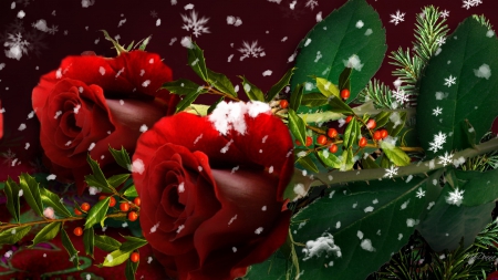 Roses and Snow - roses, winter, snowflakes, holly, christmas, fir, snow, flowers, red roses