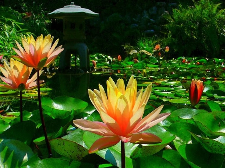 Serenity Lotus