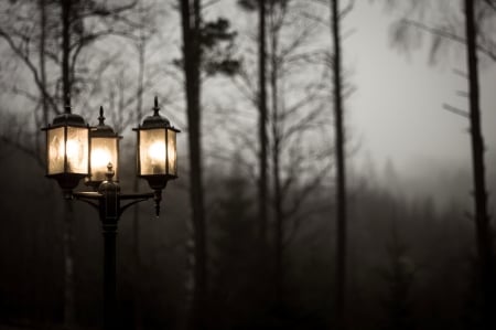 November Night ♥ - black, trees, november, beautiful, photography, night, light, lantern