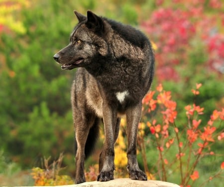 wolf - saying, wolf, howling, wolves, black, white, wisdom, timber, canislupus, wallpaper