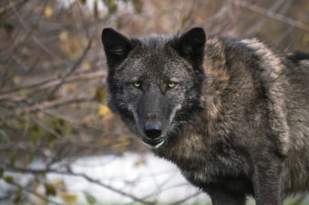 black wolf