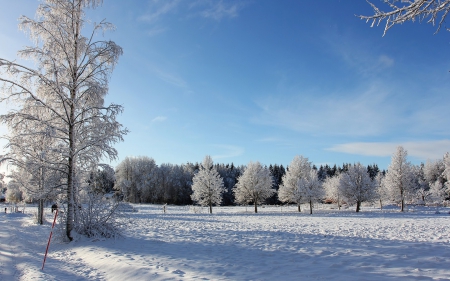 Winter Park - trees, winter, nature, snow, parks