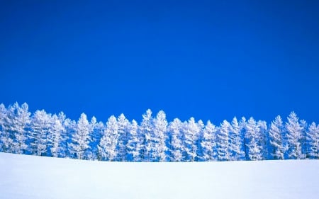 White Trees and Blue Sky - winter, nature, blue sky, snow