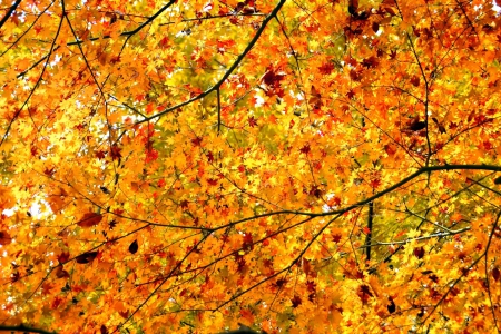 Golden Autumn - fall, autumn, forest, trees