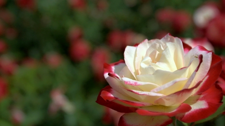 Rose - beautiful, white, red, rose