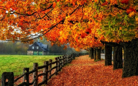 Fall - fields, colors, fall, trees