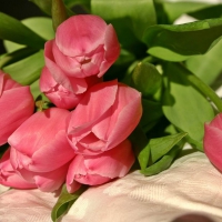 Pink Tulips