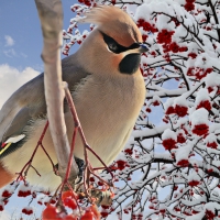 Bright Bird Waxwing