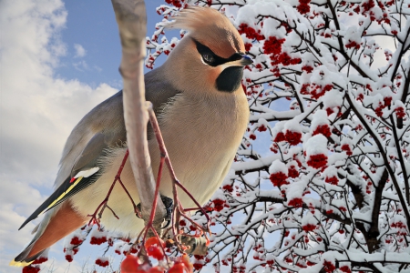 Bright Bird Waxwing - berries, clouds, bird, winter, waxwing, snow, tree, sky