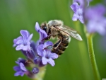 bee on purple flower