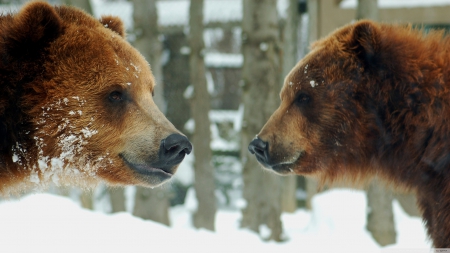 couple of brown bears - tree, brown, bear, snow