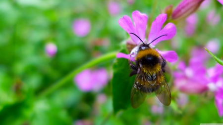 bumblebee collects nectar - flower, bee, pink, insect