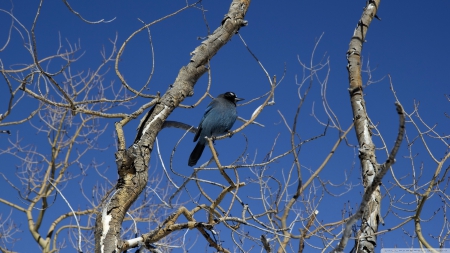 bird - sky, tree, bird, blue