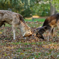 deer duel