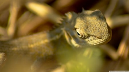 lizard - lizard, camoflauge, reptile, nature