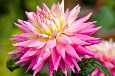 Flower Pink Peony - pink flower, summer, gardens, flowers