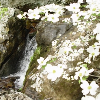 Waterfall with dogwood flowers