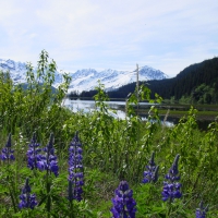 Alaska Mountains and Lupines