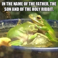 FROG BLESSING