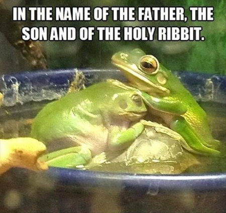 FROG BLESSING - caption, two, cute, frogs