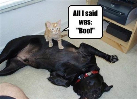 BOO - CUTE, KITTEN, DOG, CAPTION