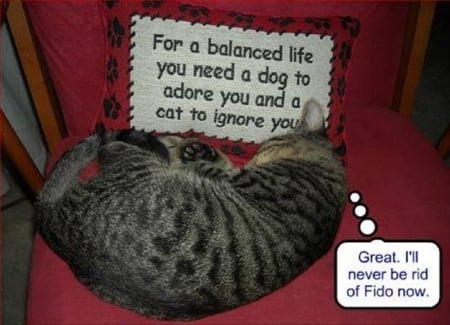 NEVER RID OF FIDO - thinking, funny, cute, cat