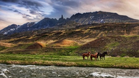 Landscape in Iceland - pets, wilh horse, wilderness, landscape, scene, HD, Icland horse, wild animals, Iceland, nature, North, mountains, animals, wildlife, wild, wallpaper