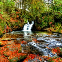 AUTUMN FOREST WATERFALLS