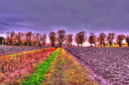 Autumn Fields - fall, trees, clouds, colors, hdr