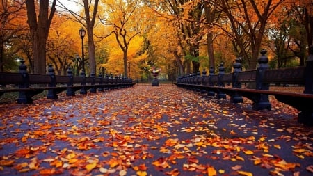 Path Of Autumn - new york, autumn, trees, photography, park, bench, avenue, path, nature, fall, forest, treees, leaves