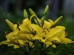 Yellow Flowers