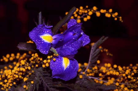 beautiful - bokeh, beautiful, drops, petals