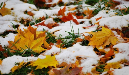 Autumn~Snow - Autumn, Fall, snow, grass, leaves