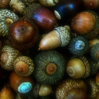 Acorns