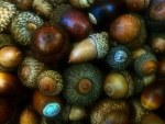 Acorns