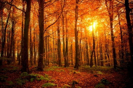 Autumn forest - trees, beautiful, forest, fall, glow, nature, rays, autumn, foliage